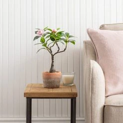 Dunelm Camellia Tree In Terracotta Planter 40cm