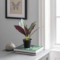 Dunelm Artificial Chinese Evergreen In Black Pot 30cm