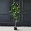 Scottish Everlastings Mini Ficus Tree In Pot 155cm -Dunelm Sales Shop 30758831