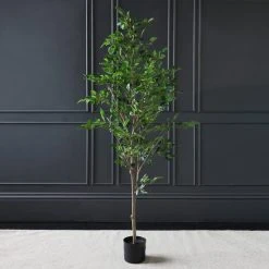 Scottish Everlastings Mini Ficus Tree In Pot 155cm