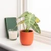 Dunelm Alocasia In Orange Pot -Dunelm Sales Shop 30766509