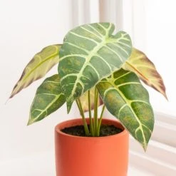 Dunelm Alocasia In Orange Pot -Dunelm Sales Shop 30766509 alt01