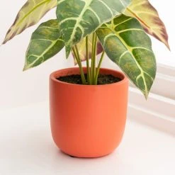 Dunelm Alocasia In Orange Pot -Dunelm Sales Shop 30766509 alt02