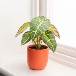 Dunelm Alocasia In Orange Pot -Dunelm Sales Shop 30766509 alt03