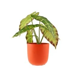 Dunelm Alocasia In Orange Pot -Dunelm Sales Shop 30766509 alt05