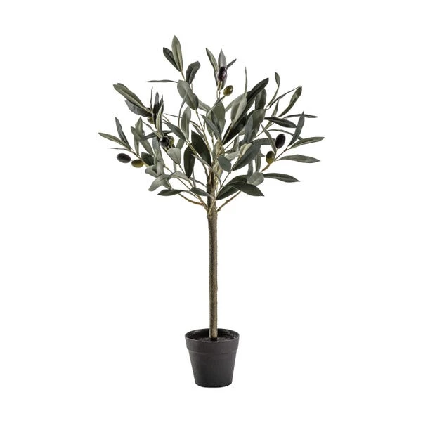 Cedar & Sage Hurst Olive Tree Small 4 Cedar & Sage Hurst Olive Tree Small - Image 2