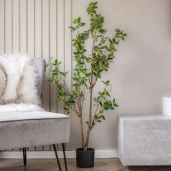 Scottish Everlastings 130cm Slim Silhouette Ficus Tree