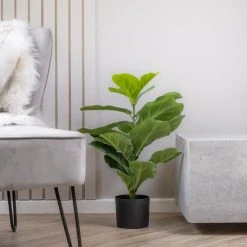 Scottish Everlastings 70cm Real Touch Fiddleleaf Fig